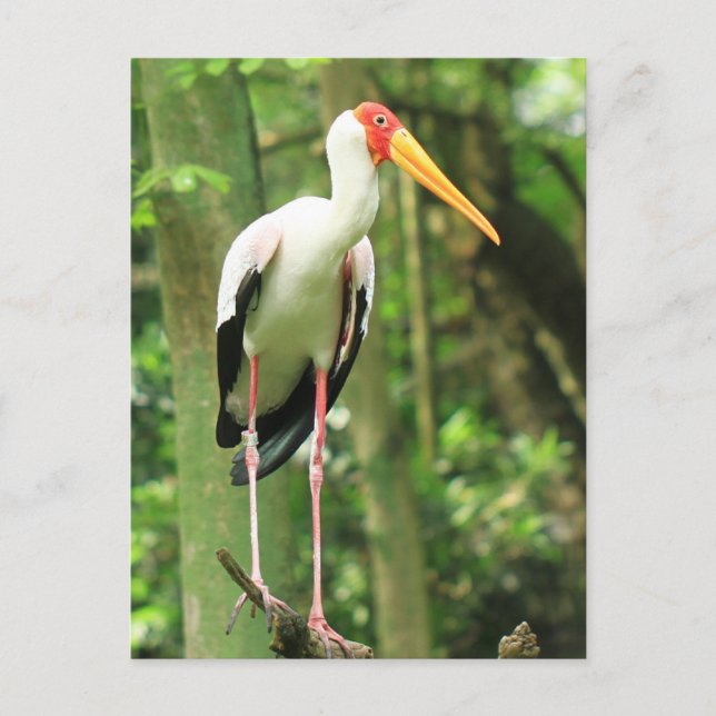 Postal de pájaro tropical (Anverso)