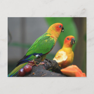 Postal de pájaro tropical