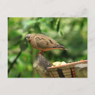 Postal de pájaro tropical