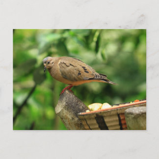 Postal de pájaro tropical