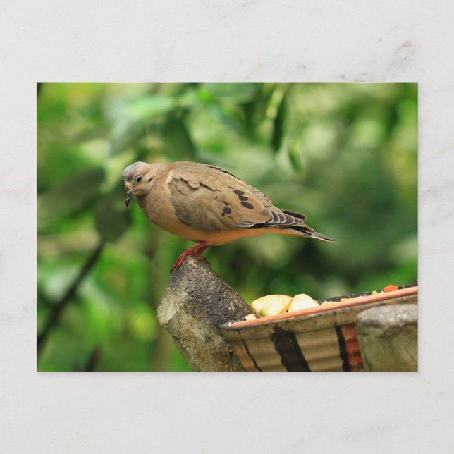 Postal de pájaro tropical (Anverso)