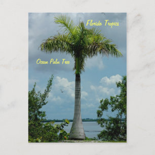 Postal de palmera oceánica trópica de Florida