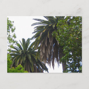 Postal de palmeras