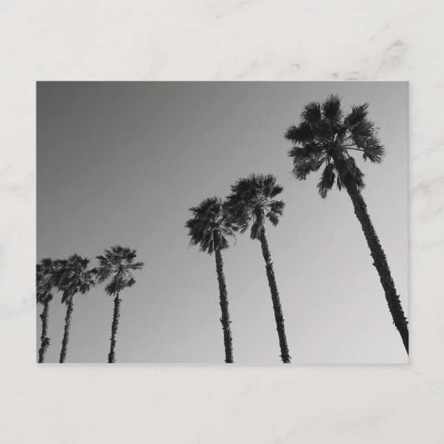Postal de palmeras tropicales (Anverso)