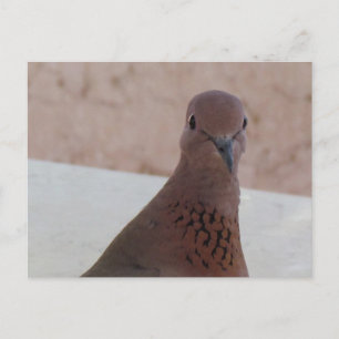 Postal de paloma, personalizar