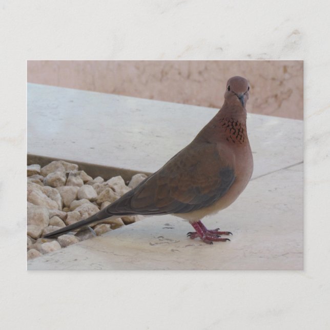 Postal de paloma, personalizar (Anverso)