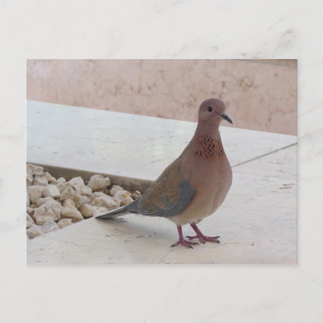 Postal de paloma, personalizar (Anverso)