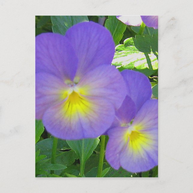 Postal de Pansy de cara corta (Anverso)