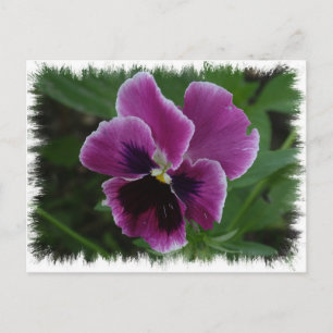 Postal de Pansy Pictures