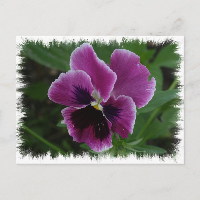 Postal de Pansy Pictures (Anverso)