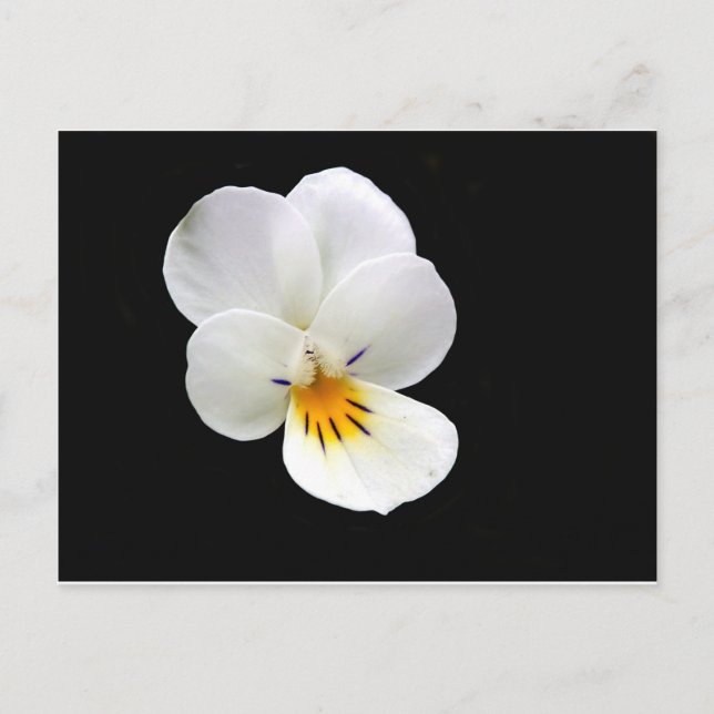 Postal de Pansy Wild (Anverso)