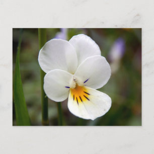 Postal de Pansy Wild