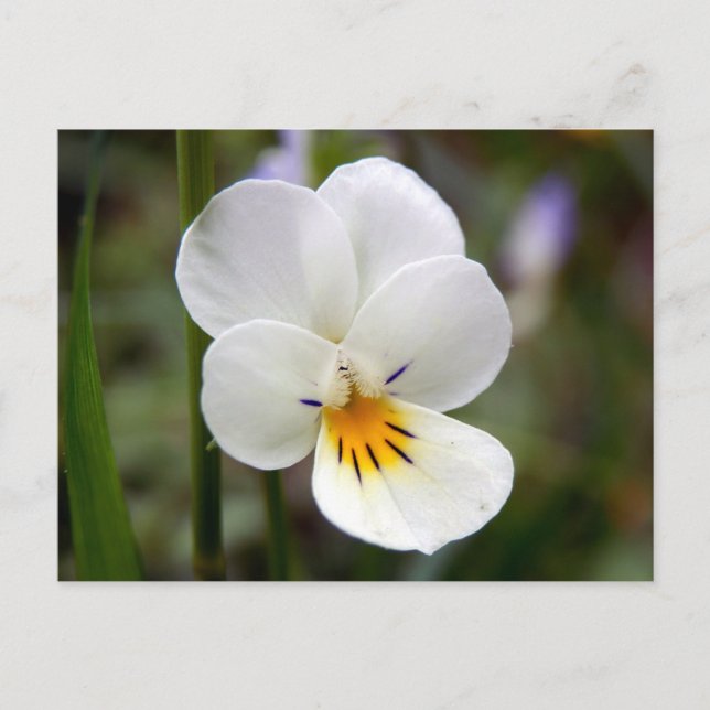Postal de Pansy Wild (Anverso)