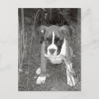 Postal de paquete de Boxer