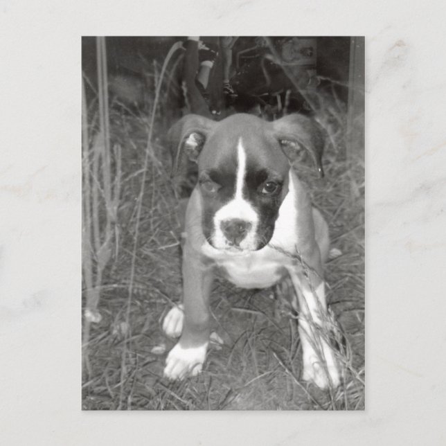 Postal de paquete de Boxer (Anverso)