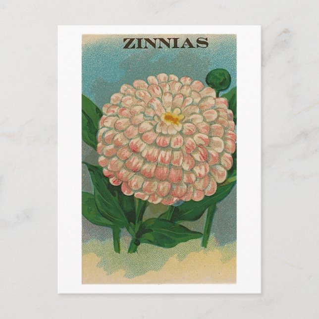 postal de paquete de semillas de zinnia rosa vinta (Anverso)