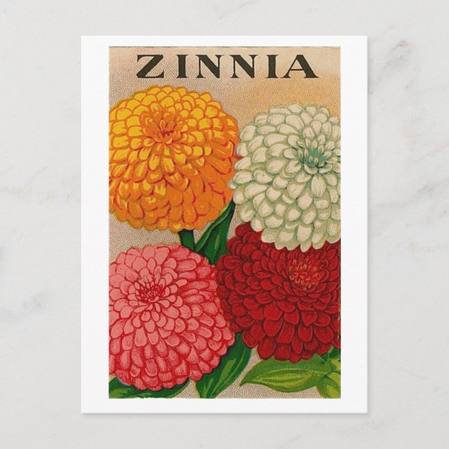 postal de paquete de semillas de zinnia vintage (Anverso)