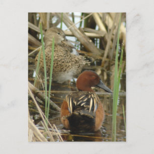 Postal de par Verde azulado de Cinnamon