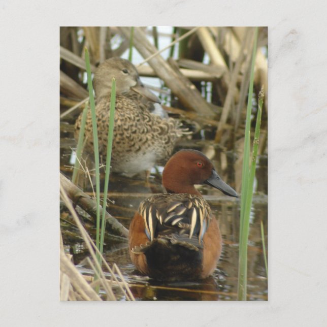 Postal de par Verde azulado de Cinnamon (Anverso)