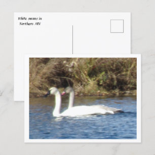 Postal de pares de cisnes blancos