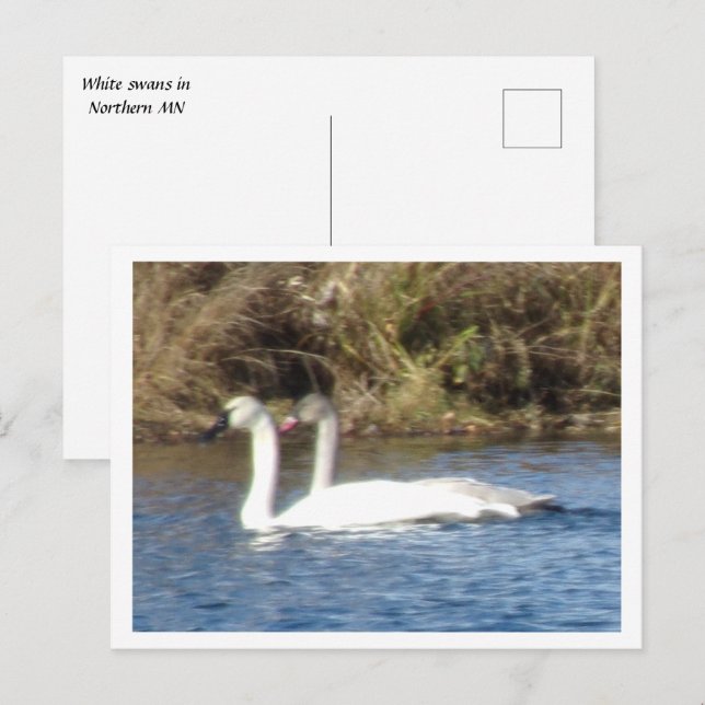 Postal de pares de cisnes blancos (Anverso / Reverso)