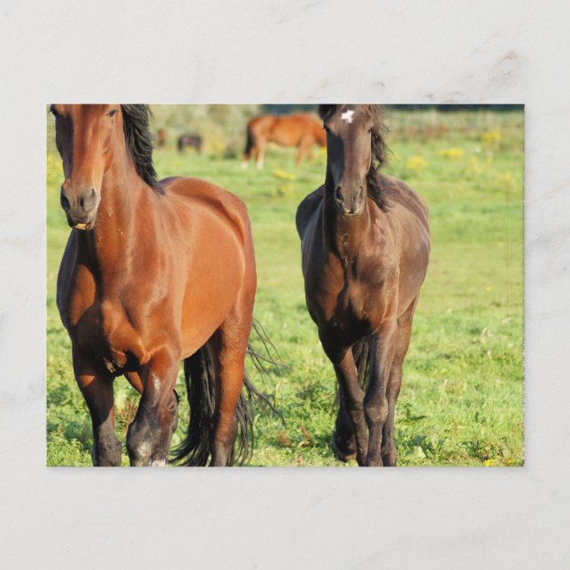 Postal de pares de órganos (Anverso)