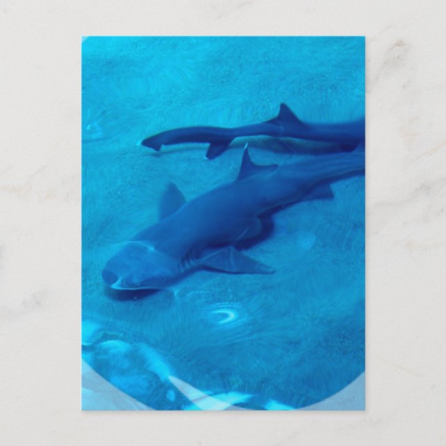 Postal de pares de tiburones (Anverso)