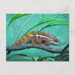 Postal de "Parson's Chameleon"