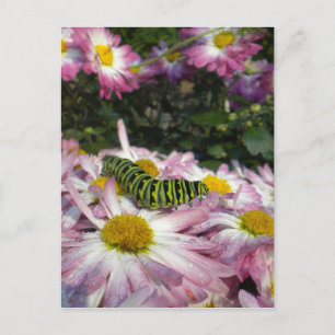 Postal de paseo por Caterpillar