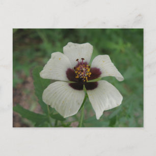 Postal de pasión blanca y púrpura