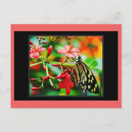 Postal de paso de mariposa asombrosa