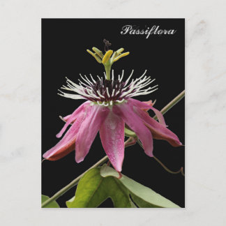 Postal de Passiflora