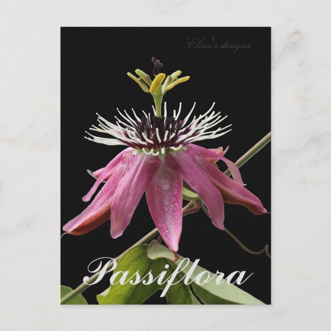 Postal de Passiflora (Anverso)