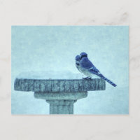 Postal de paternidad de invierno de Blue Jays