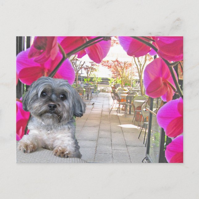 Postal de Patio Cafe (Anverso)