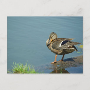Postal de pato