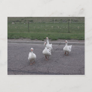 Postal de pato