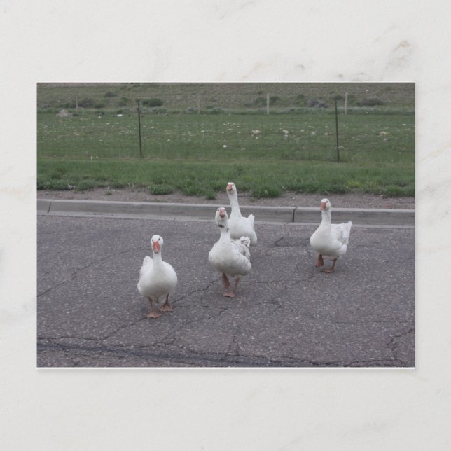 Postal de pato (Anverso)