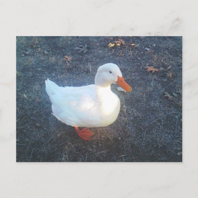 Postal de pato (Anverso)