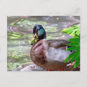 Postal de pato