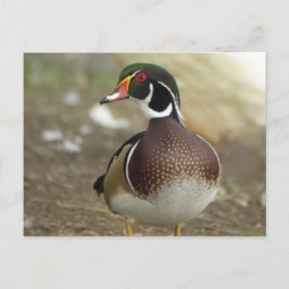 Postal de pato de madera