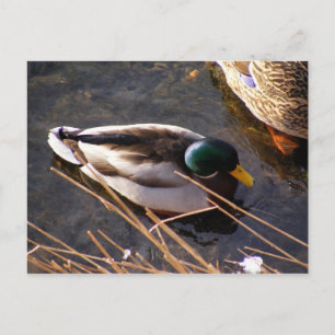 Postal de pato de madera