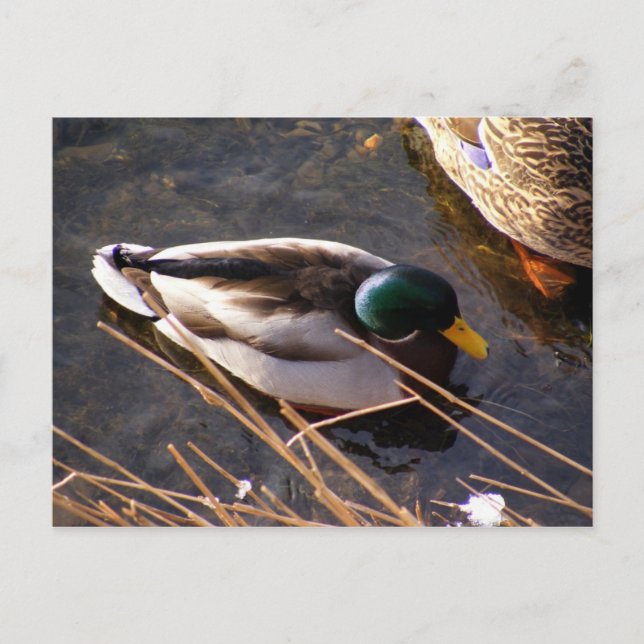 Postal de pato de madera (Anverso)