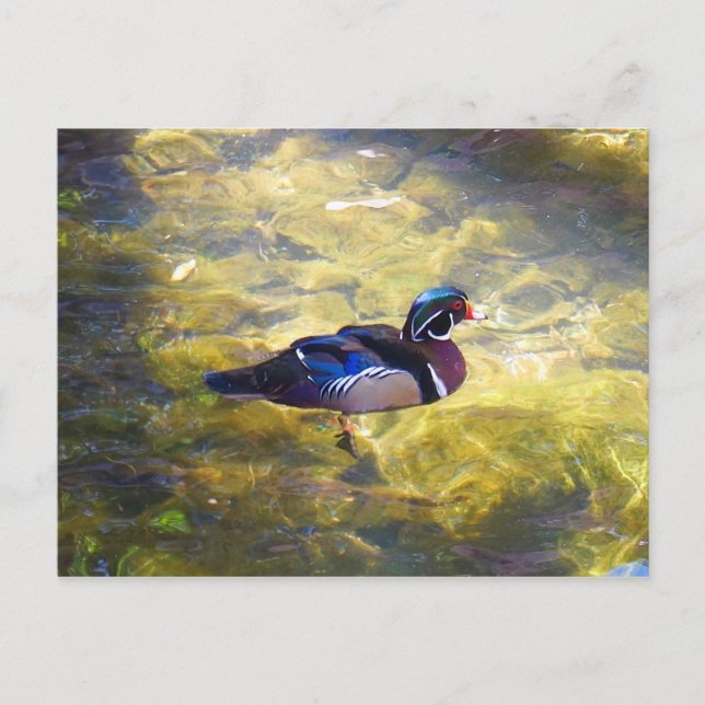 Postal de pato de madera (Anverso)