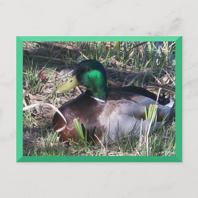 Postal de pato mallard masculino (Anverso)