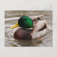 Postal de pato mallard masculino