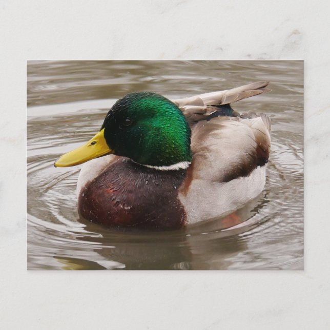Postal de pato mallard masculino (Anverso)