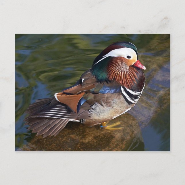 postal de pato mandarín (Anverso)