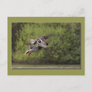 Postal de pato volador