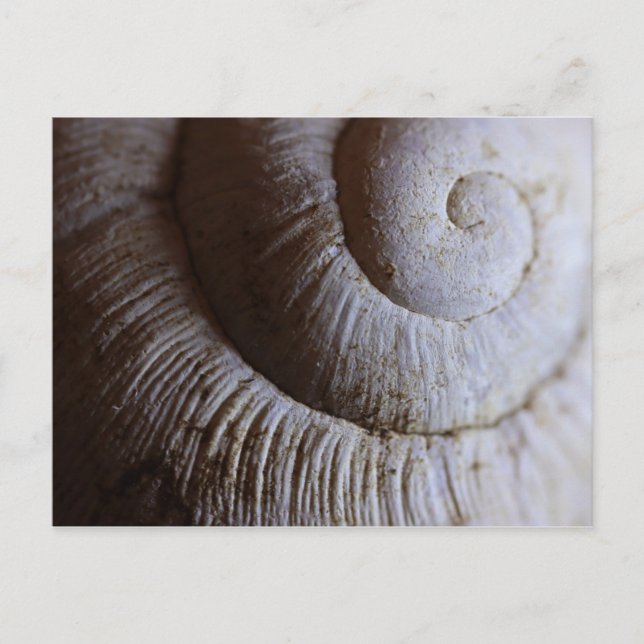 Postal de patrón de espiral de conchas (Anverso)